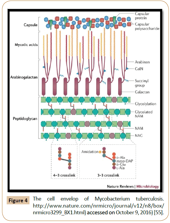 pharmaceutical-microbiology-Mycobacterium